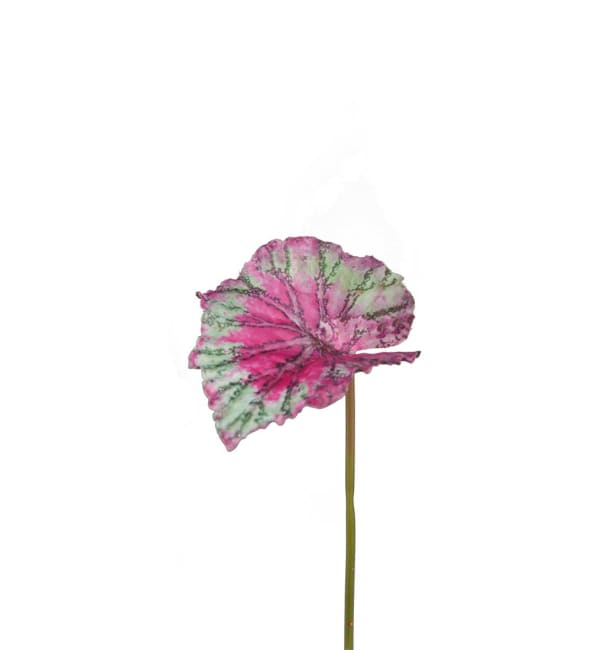 Rexbegonia blad
