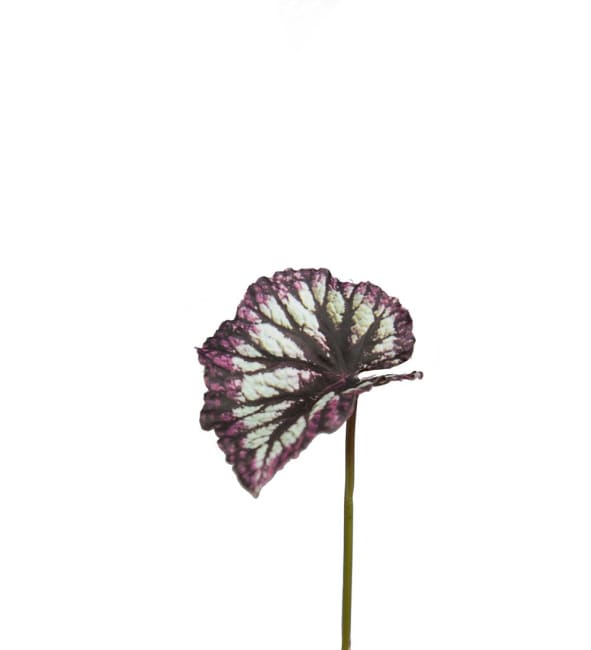 Rexbegonia blad