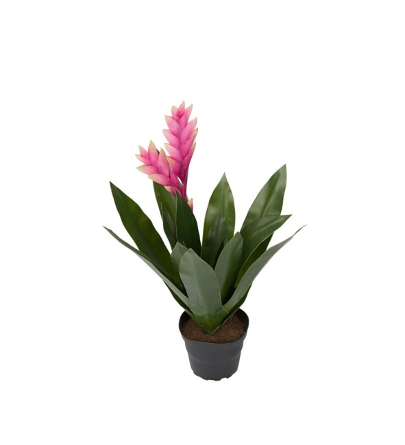 Bromelia