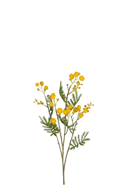 Mimosa
