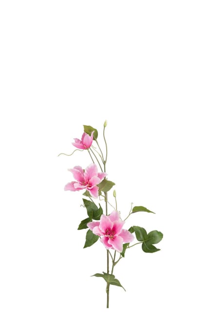Clematis
