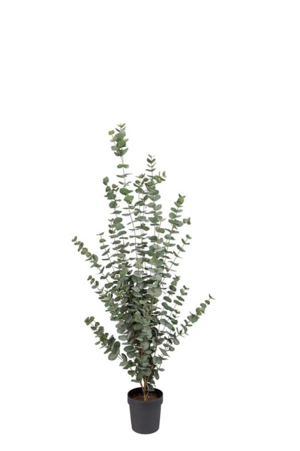Eucalyptus