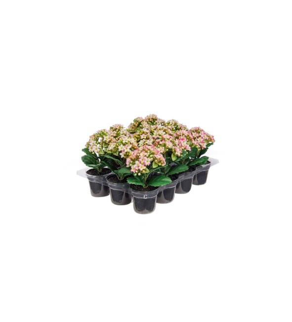 Kalanchoe mix