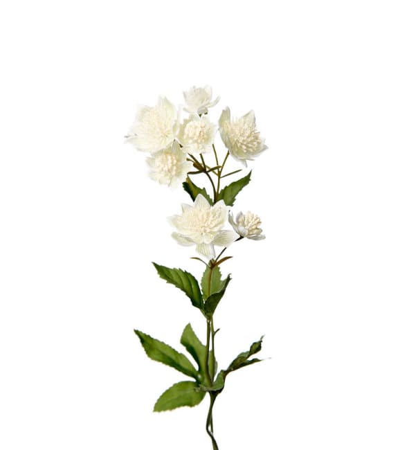 Astrantia