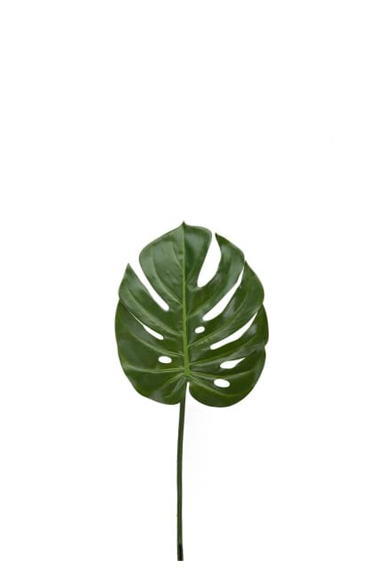 Monstera blad