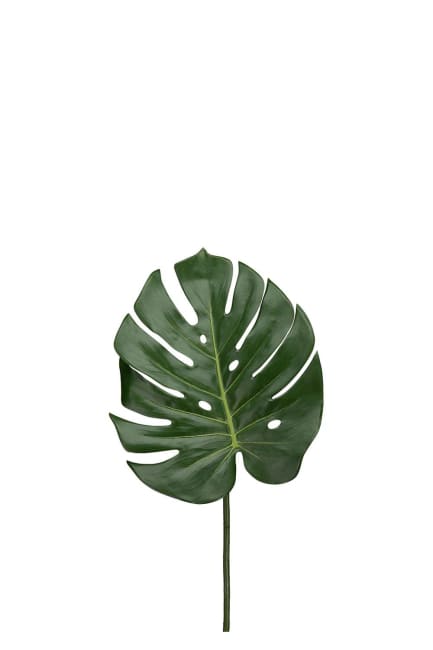Monstera blad