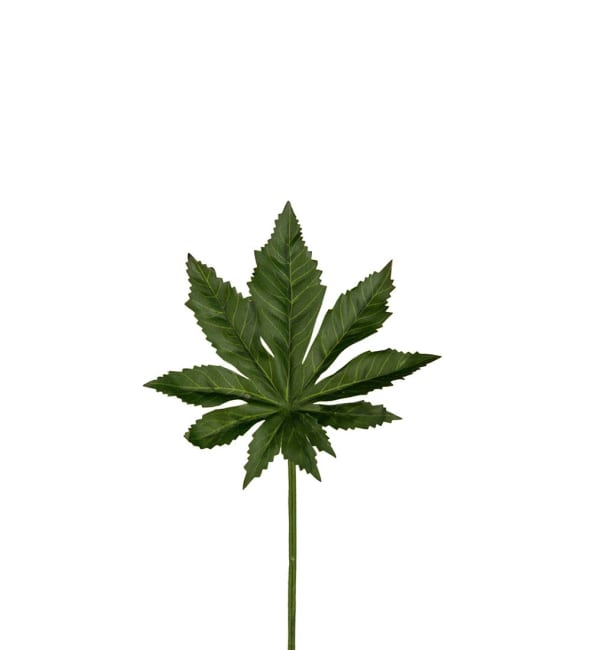 Aralia blad