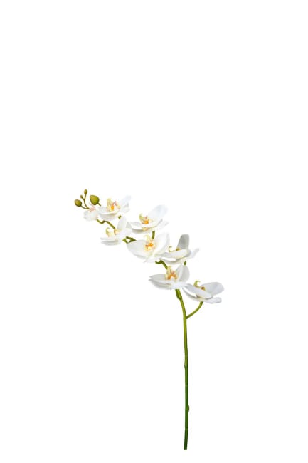 Phalaenopsis