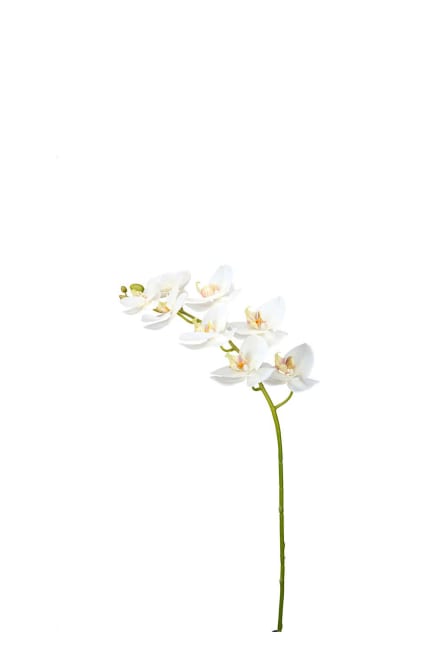 Phalaenopsis
