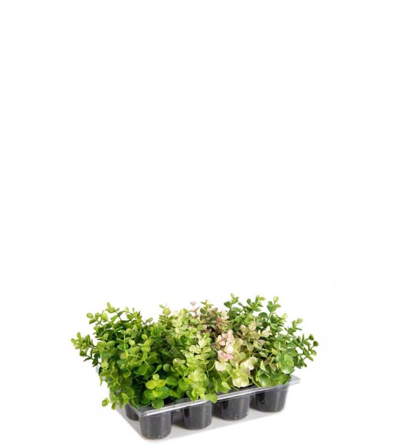 Eucalyptus mix