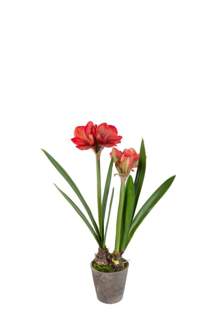 Amaryllis