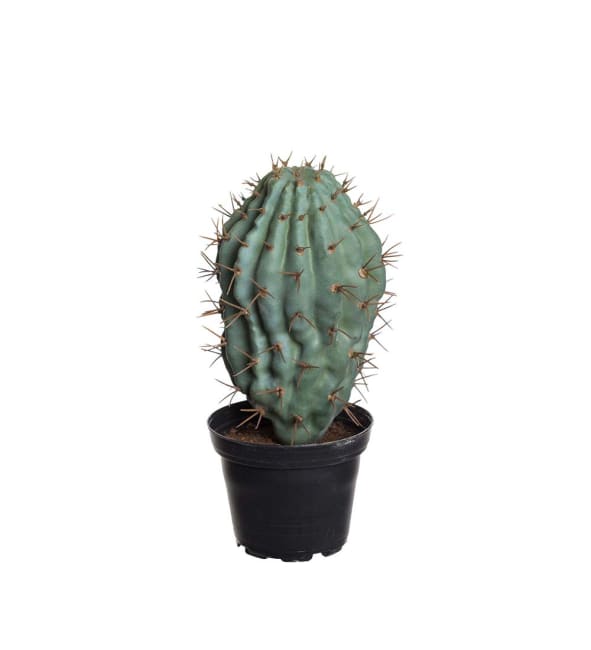 Kaktus