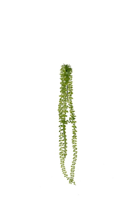 Dischidia