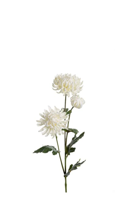 Chrysanthemum
