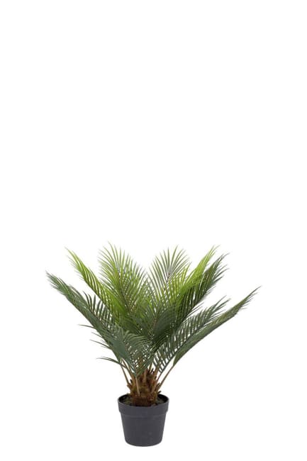 Cycas