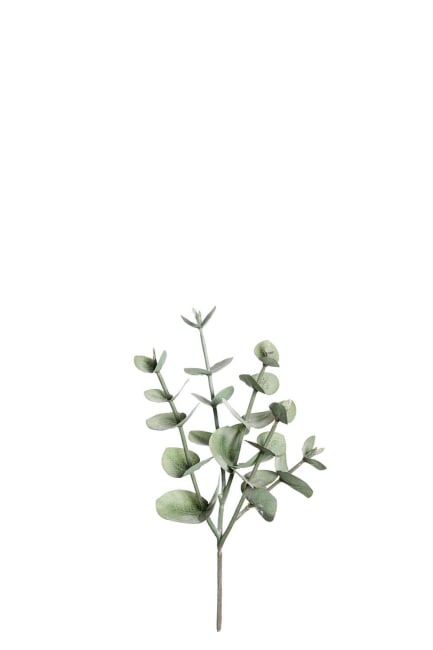 Eucalyptus