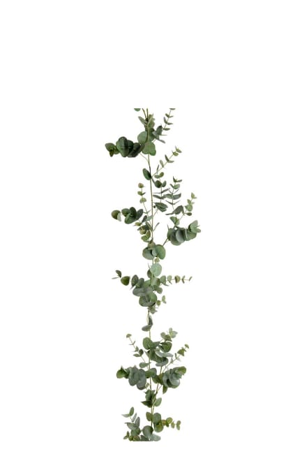Eucalyptus girlang