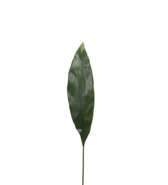 Aspidistra blad