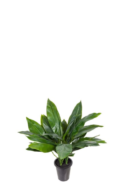 Aspidistra