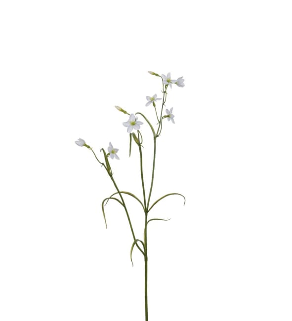 Campanula