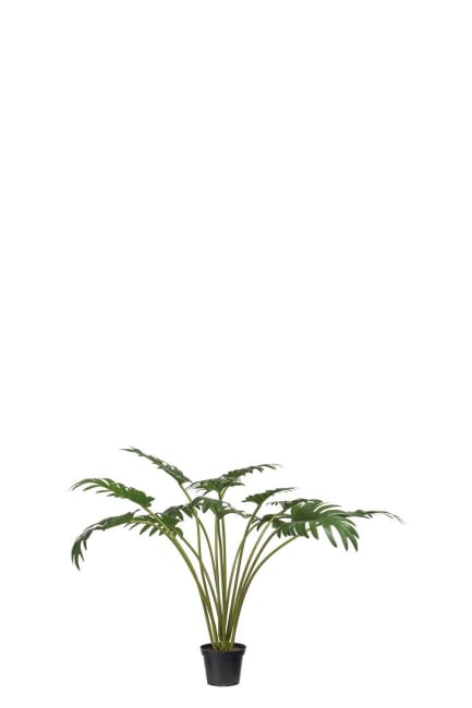 Philodendron