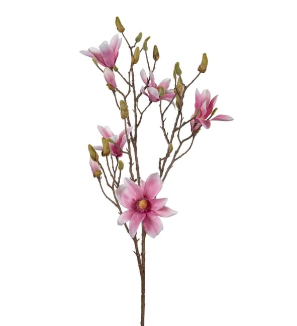 Magnolia