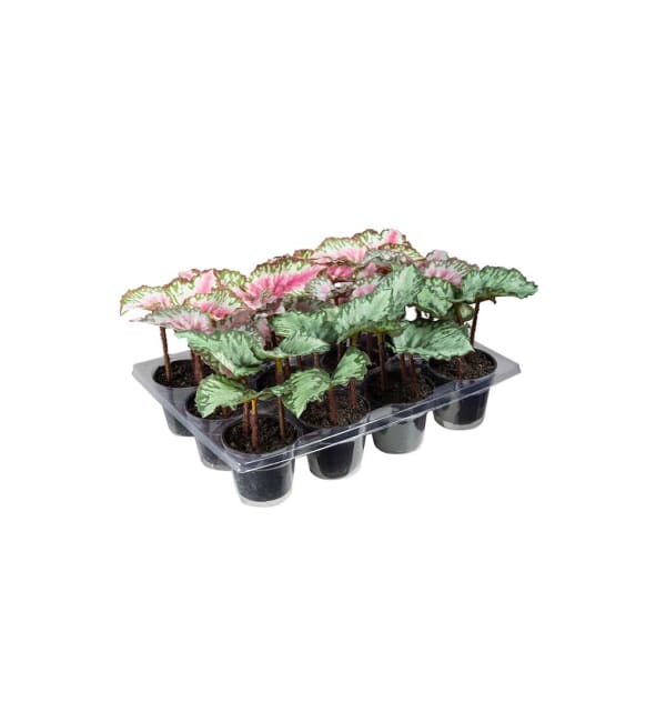 Rexbegonia mix