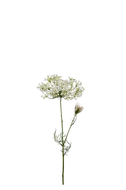 Allium