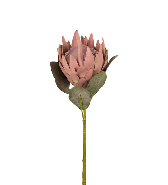 Protea