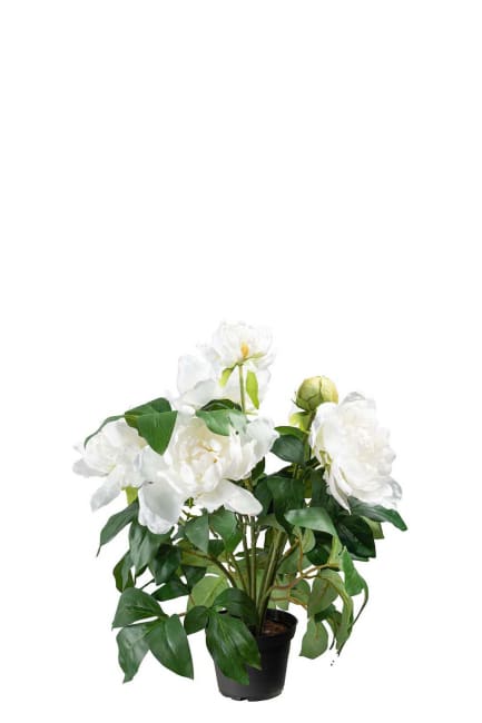 Pion