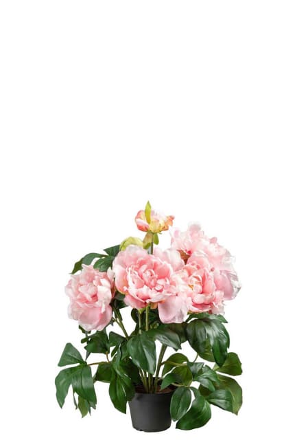 Pion