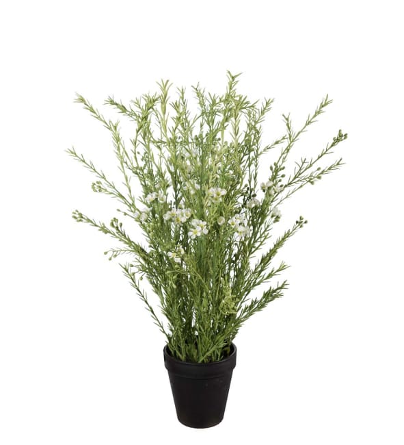 Vaxblomma