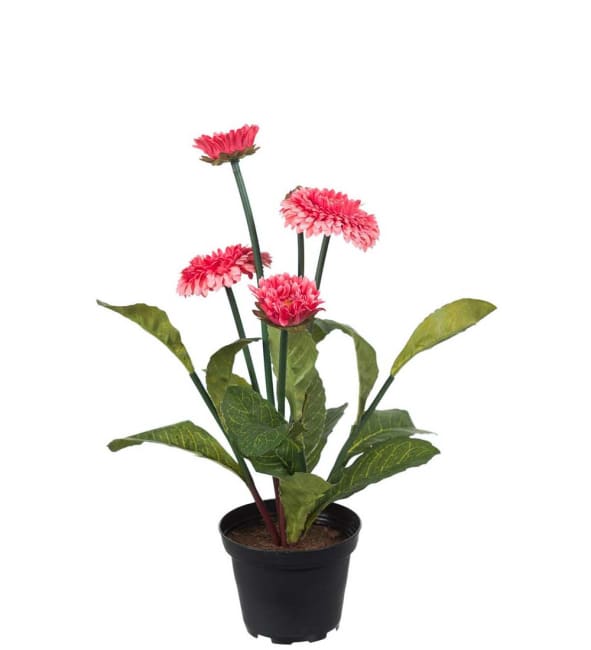 Bellis