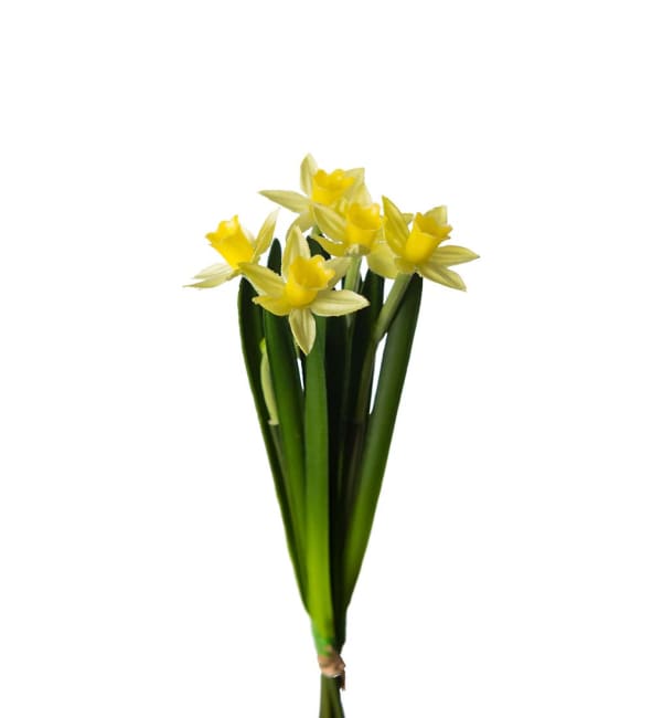 Påsklilja  bunt