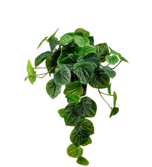 Peperomia