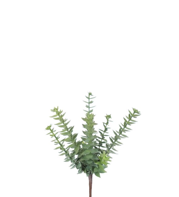 Succulent