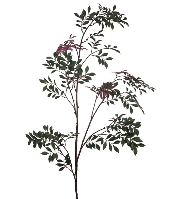 Japansk Rönn