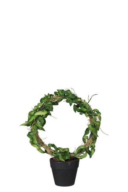 Hoya