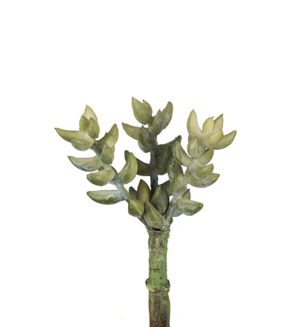 Succulent