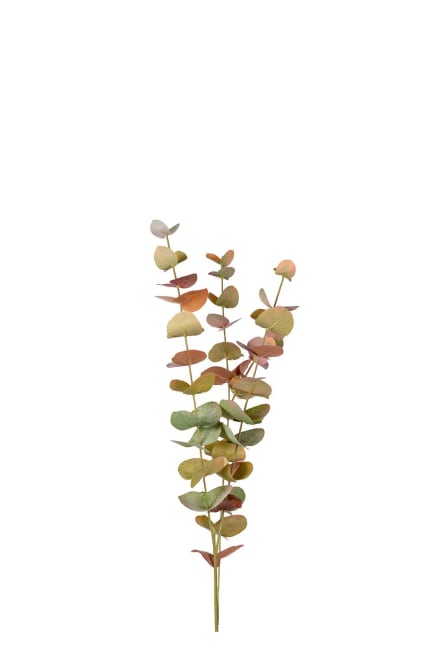 Eucalyptus