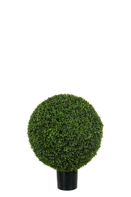 Buxbom