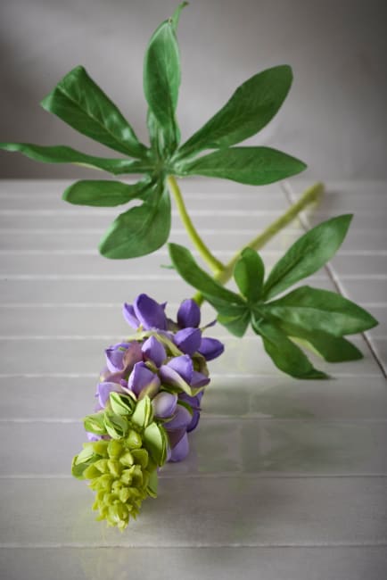 Lupin