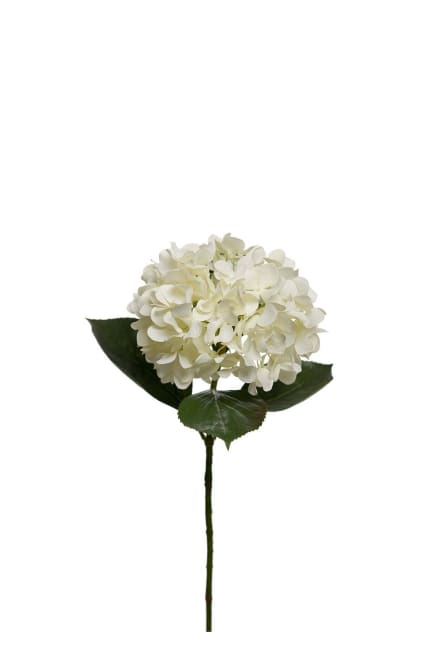 Hortensia