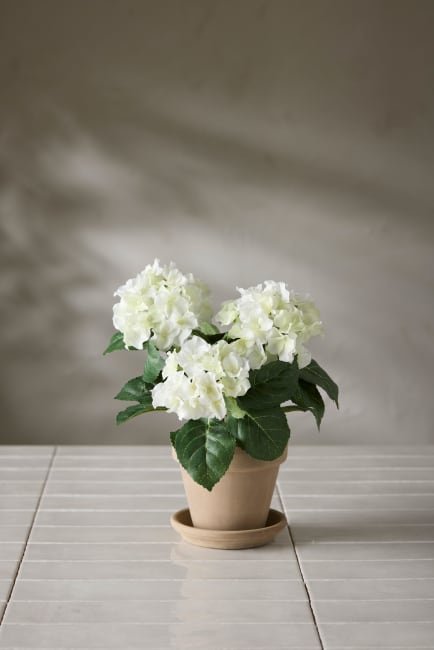 Hortensia