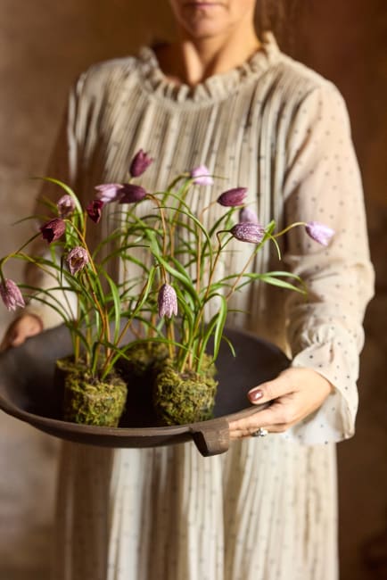 Fritillaria