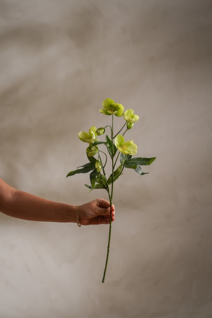 Julerose