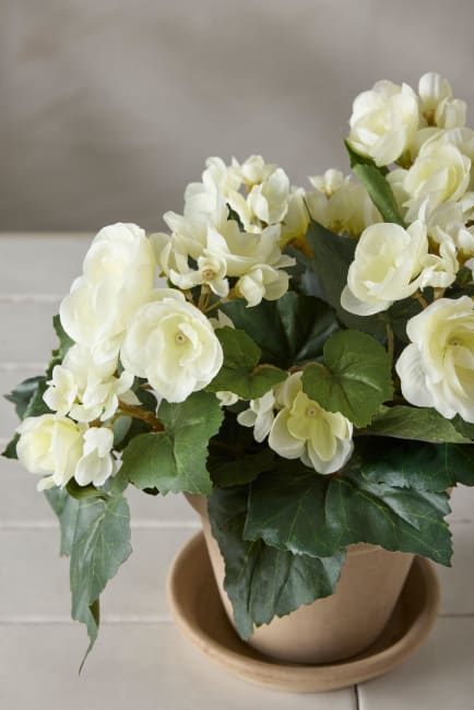 Begonia