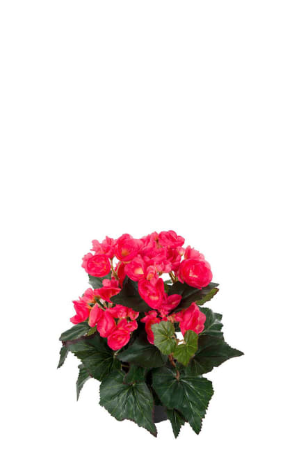 Begonia