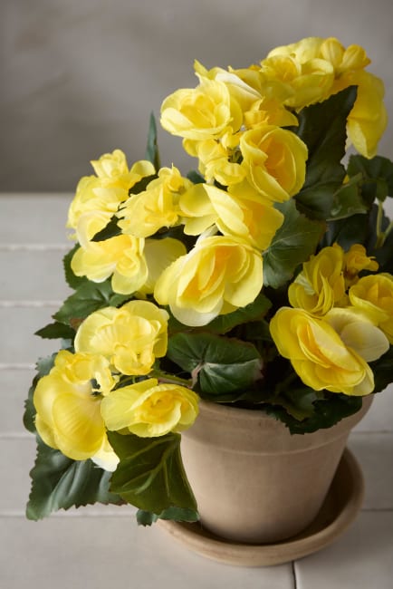 Begonia