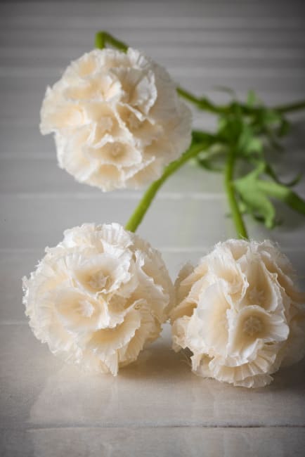 Scabiosa